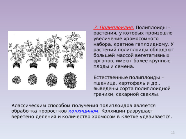 Полиплоидия фото у растений