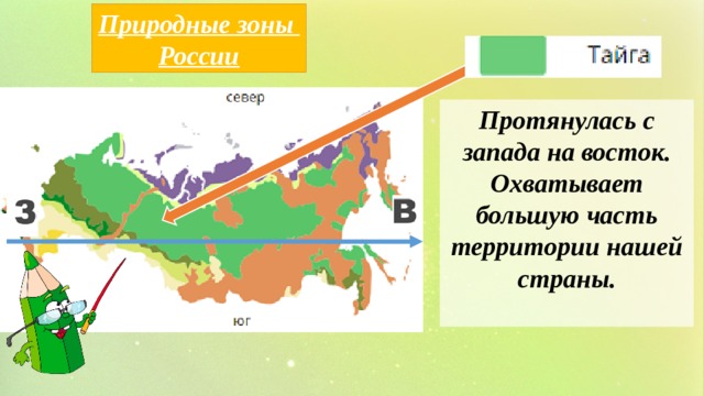 Природные зоны России Протянулась с запада на восток. Охватывает большую часть территории нашей страны.  