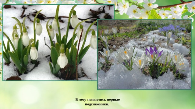 Соловьева Подснежник стихотворение. Первые цветы весной. Первые весенние цветы к празднику.
