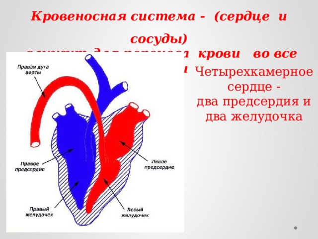 Кровеносная система - (сердце и сосуды) служит для переноса крови во все органы Четырехкамерное сердце - два предсердия и два желудочка 