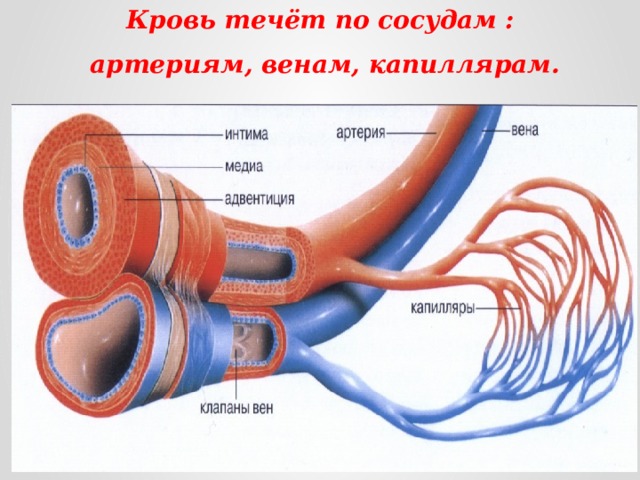 Кровь течёт по сосудам : артериям, венам, капиллярам. 