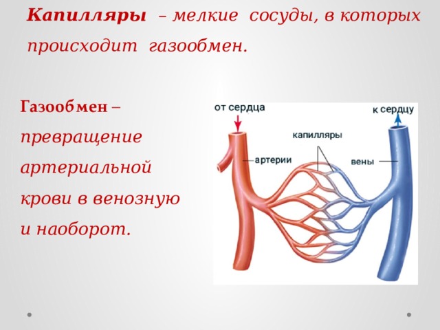 Капилляры – мелкие сосуды, в которых происходит газообмен. Газообмен – превращение артериальной крови в венозную и наоборот. 