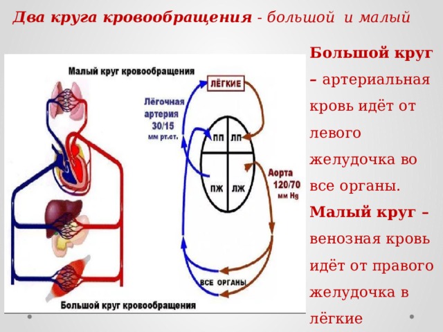 Два круга кровообращения - большой и малый Большой круг – артериальная кровь идёт от левого желудочка во все органы. Малый круг – венозная кровь идёт от правого желудочка в лёгкие 