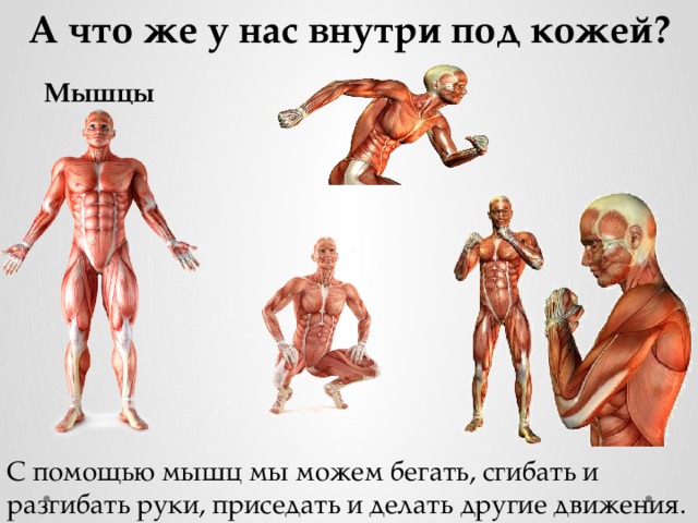 А что же у нас внутри под кожей? Мышцы С помощью мышц мы можем бегать, сгибать и разгибать руки, приседать и делать другие движения. 