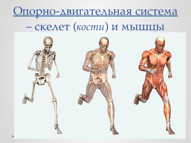 Опорно-двигательная система – скелет ( кости ) и мышцы 