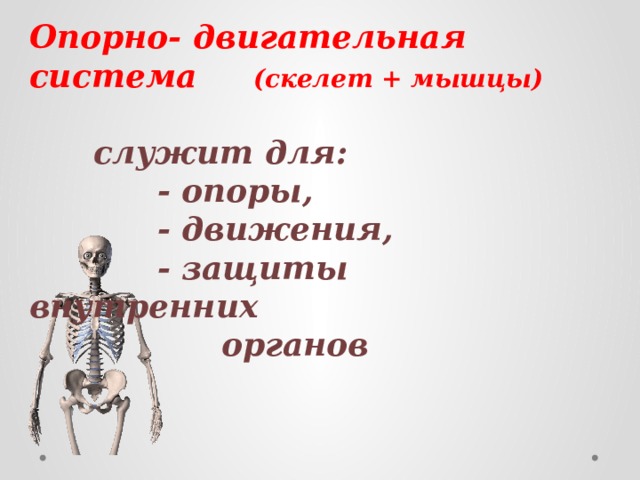 Опорно- двигательная система   (скелет + мышцы)    служит для:       - опоры,      - движения,       - защиты         внутренних        органов 