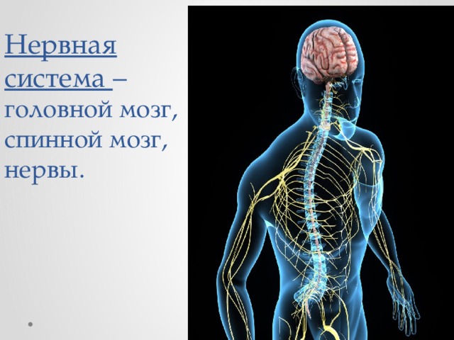 Нервная система – головной мозг, спинной мозг, нервы. 