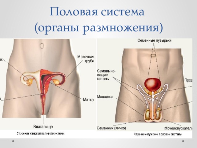 Половая система  (органы размножения) 