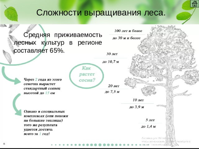 Сложности выращивания леса. Средняя приживаемость лесных культур в регионе составляет 65%. 