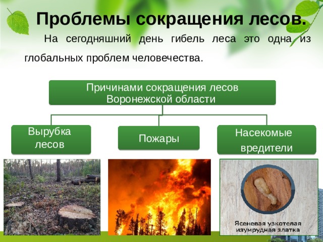 Проблемы сокращения лесов.  На сегодняшний день гибель леса это одна из глобальных проблем человечества.   Причинами сокращения лесов Воронежской области Вырубка Насекомые лесов вредители Пожары 