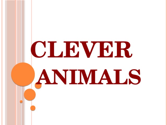 Clever  animals 
