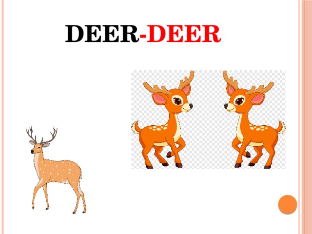 Deer -Deer 