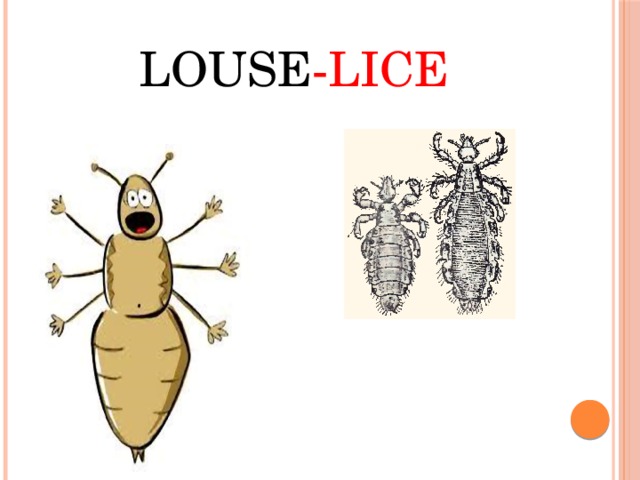 Louse -Lice 