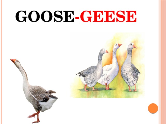 Goose -geese 