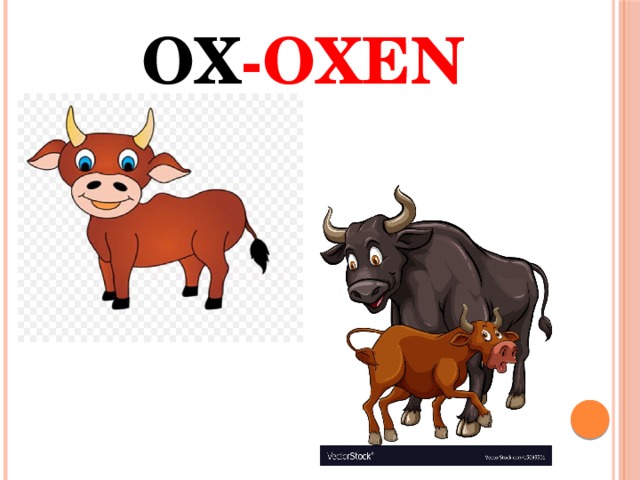  ox -oxen 