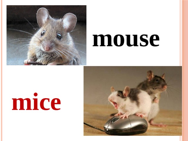 mouse mice  