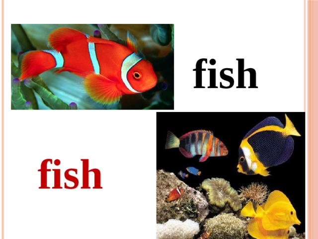 fish fish  