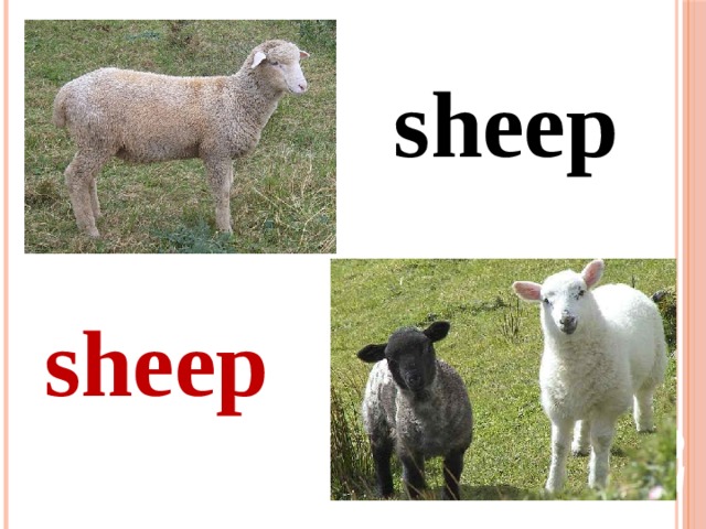 sheep sheep  