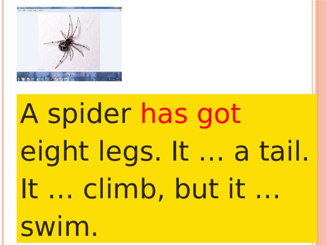 A spider has got eight legs. It … a tail. It … climb, but it … swim. 