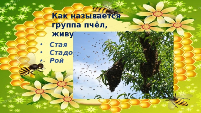 Как называется группа пчёл, живущих вместе? Стая Стадо Рой 