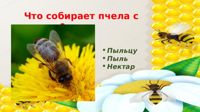 Что собирает пчела с цветов? Пыльцу Пыль Нектар 