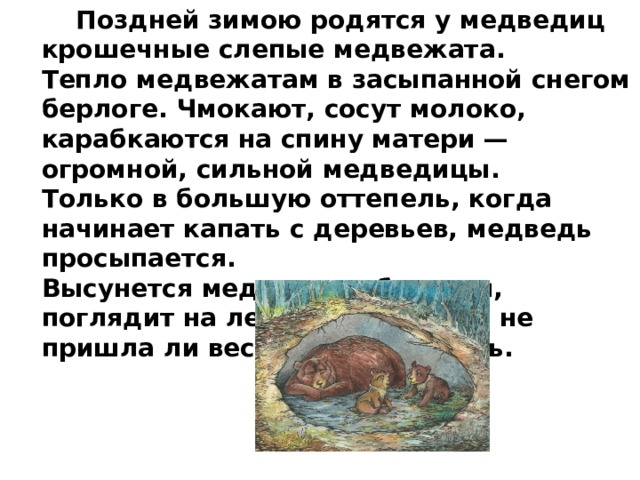  Поздней зимою родятся у медведиц крошечные слепые медвежата. Тепло медвежатам в засыпанной снегом берлоге. Чмокают, сосут молоко, карабкаются на спину матери — огромной, сильной медведицы. Только в большую оттепель, когда начинает капать с деревьев, медведь просыпается. Высунется медведь из берлоги, поглядит на лес. Хочет узнать, не пришла ли весна. И опять спать. 