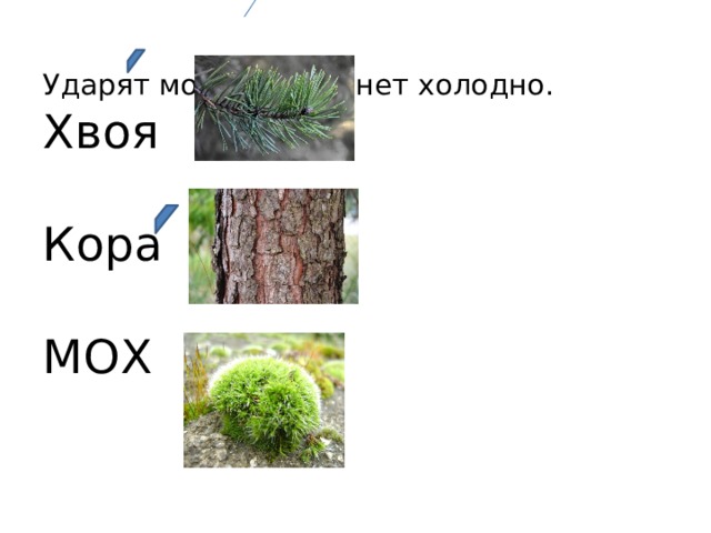 Ударят морозы= станет холодно.  Хвоя    Кора   МОХ   