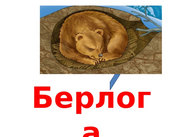 Берлога 