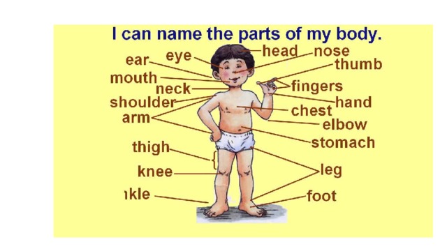 Toes транскрипция. Части тела на англ яз. Части тела на английском языке для детей. Тело человека на английском языке. Части тела по-английски для детей.