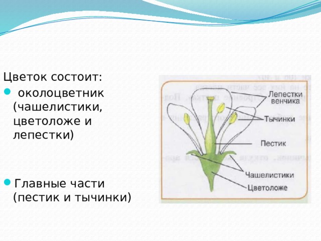 Цветок состоит:  околоцветник (чашелистики, цветоложе и лепестки) Главные части (пестик и тычинки) 