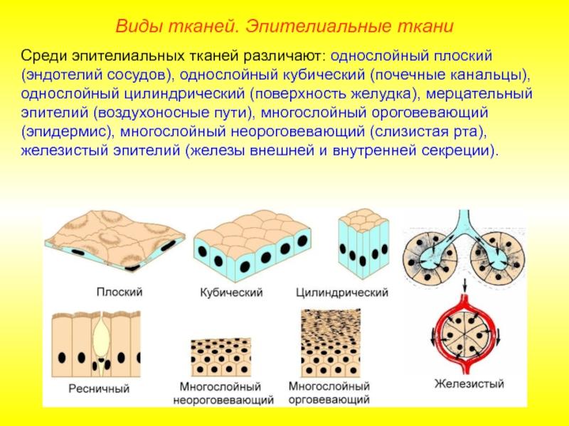 Эпителиальная ткань какая. Однослойный плоский эпителий эндотелий. Ткань плоский эпителелий строение ткани. Клетки однослойного плоского эпителия. Эпителиальная ткань кубический эпителий.