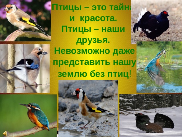 Птицы – это тайна и красота. Птицы – наши друзья. Невозможно даже представить нашу землю без птиц ! 