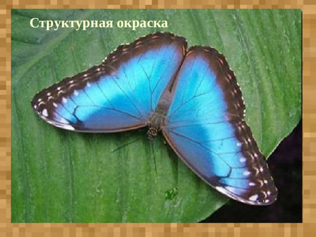 Структурная окраска 