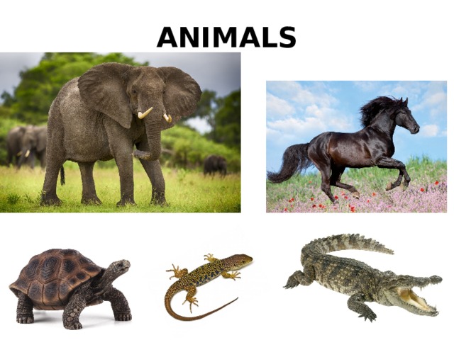 ANIMALS 