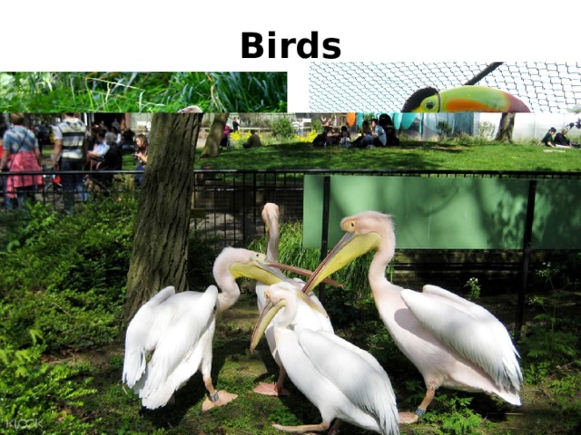 Birds 