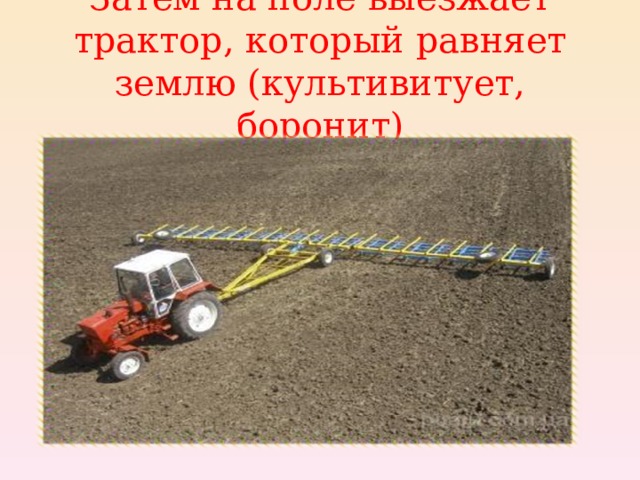 Затем на поле выезжает трактор, который равняет землю (культивитует, боронит) 