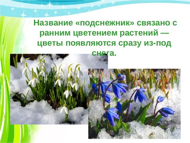  Название «подснежник» связано с ранним цветением растений — цветы появляются сразу из-под снега. 