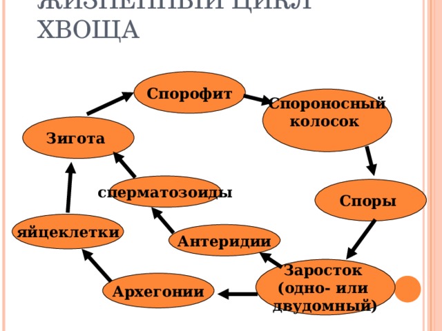 Жизненный цикл хвоща полевого схема