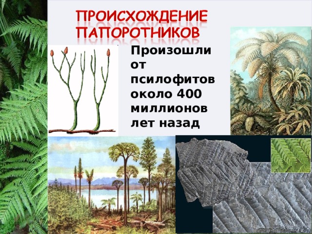 Тест по биологии папоротники. Псилофиты произошли. Миллионы лет назад папоротники были.