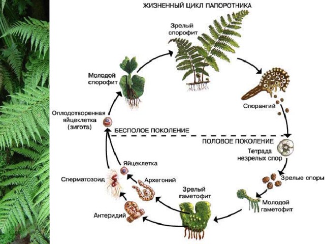 Плауны хвощи папоротники презентация