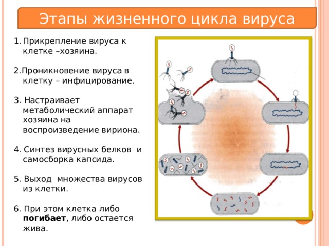 Этапы жизненного цикла вируса. Синтез вирусных белков. Самосборка вирусных частиц.