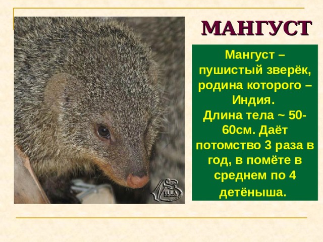 МАНГУСТ Мангуст – пушистый зверёк, родина которого – Индия. Длина тела ~ 50-60см. Даёт потомство 3 раза в год, в помёте в среднем по 4 детёныша.  