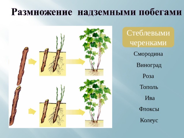 Стеблевыми черенками  Смородина  Виноград  Роза  Тополь  Ива  Флоксы  Колеус