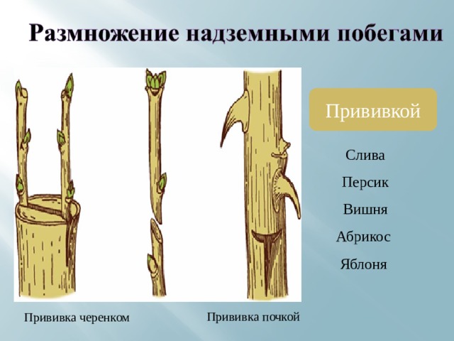 Прививкой Слива Персик Вишня Абрикос Яблоня Прививка почкой Прививка черенком