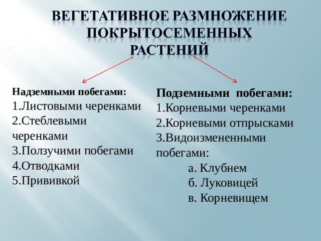 Надземными побегами: Подземными побегами: Листовыми черенками Стеблевыми черенками Ползучими побегами Отводками Прививкой Корневыми черенками Корневыми отпрысками Видоизмененными побегами:  а. Клубнем  б. Луковицей  в. Корневищем 12