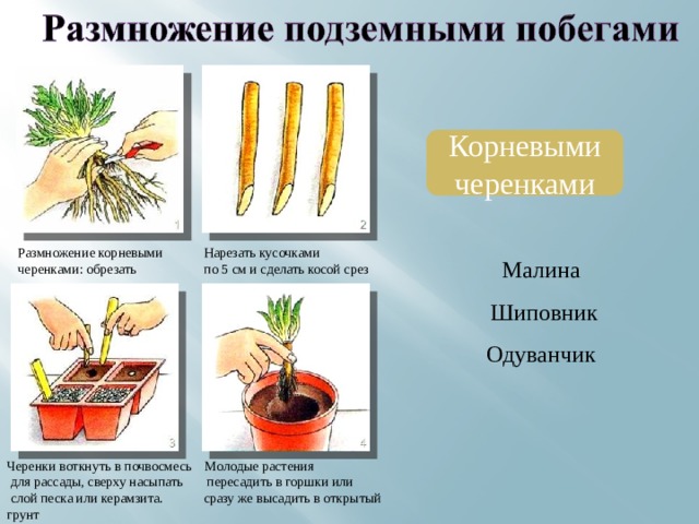 Корневыми черенками Размножение корневыми Нарезать кусочками черенками: обрезать по 5 см и сделать косой срез длинные корни.  Малина Шиповник Одуванчик Черенки воткнуть в почвосмесь Молодые растения  для рассады, сверху насыпать пересадить в горшки или  слой песка или керамзита. сразу же высадить в открытый грунт