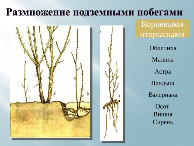 Корневыми отпрысками Облепиха Малина Астра Ландыш Валериана Осот Вишня Сирень