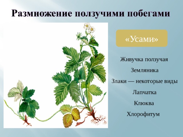 «Усами»  Живучка ползучая  Земляника  Злаки — некоторые виды  Лапчатка  Клюква  Хлорофитум