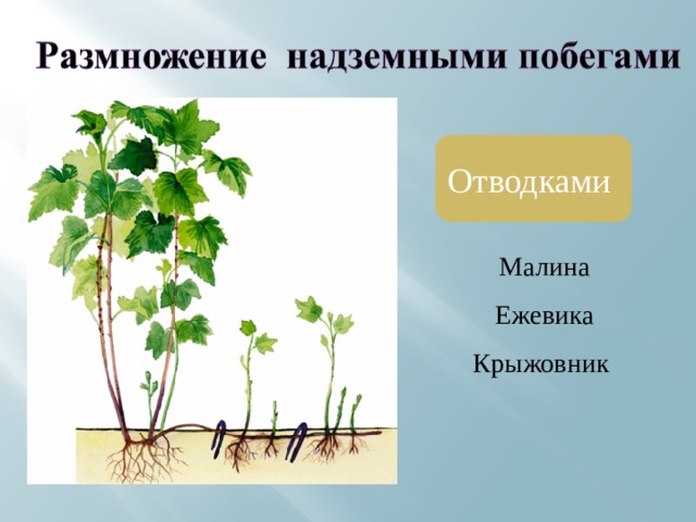 Отводками Малина Ежевика Крыжовник