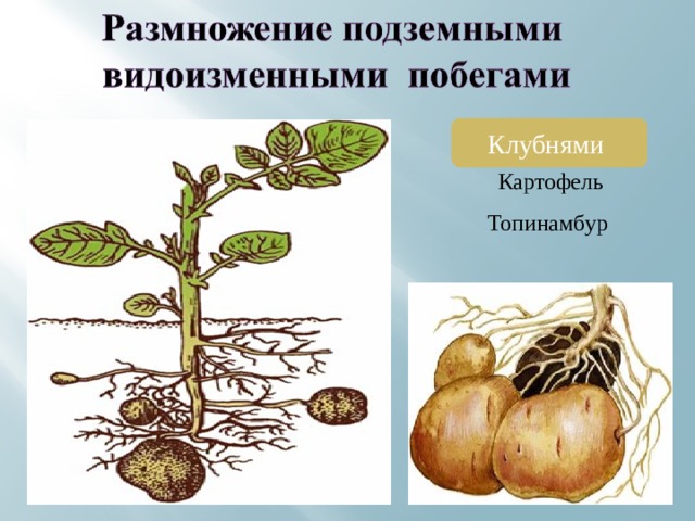 Клубнями  Картофель  Топинамбур